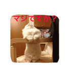 いろいろ使える猫のスタンプです（個別スタンプ：9）
