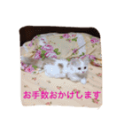 いろいろ使える猫のスタンプです（個別スタンプ：10）