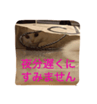 いろいろ使える猫のスタンプです（個別スタンプ：12）