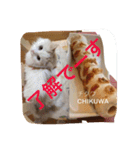 いろいろ使える猫のスタンプです（個別スタンプ：13）
