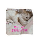 いろいろ使える猫のスタンプです（個別スタンプ：14）