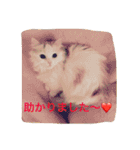 いろいろ使える猫のスタンプです（個別スタンプ：15）