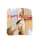 いろいろ使える猫のスタンプです（個別スタンプ：16）