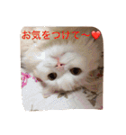 いろいろ使える猫のスタンプです（個別スタンプ：17）