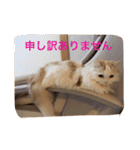 いろいろ使える猫のスタンプです（個別スタンプ：18）
