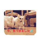 いろいろ使える猫のスタンプです（個別スタンプ：19）