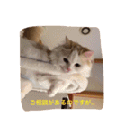 いろいろ使える猫のスタンプです（個別スタンプ：20）