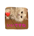 いろいろ使える猫のスタンプです（個別スタンプ：21）