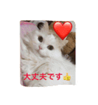 いろいろ使える猫のスタンプです（個別スタンプ：23）