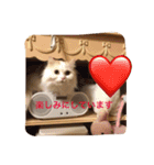 いろいろ使える猫のスタンプです（個別スタンプ：24）