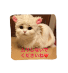 いろいろ使える猫のスタンプです（個別スタンプ：26）