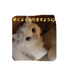 いろいろ使える猫のスタンプです（個別スタンプ：27）