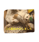 いろいろ使える猫のスタンプです（個別スタンプ：28）