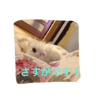 いろいろ使える猫のスタンプです（個別スタンプ：31）