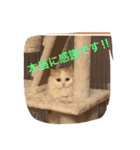 いろいろ使える猫のスタンプです（個別スタンプ：33）