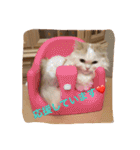 いろいろ使える猫のスタンプです（個別スタンプ：35）