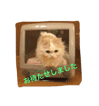 いろいろ使える猫のスタンプです（個別スタンプ：36）