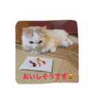 いろいろ使える猫のスタンプです（個別スタンプ：37）