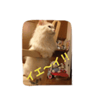 いろいろ使える猫のスタンプです（個別スタンプ：38）