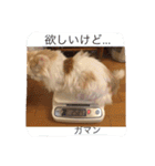 いろいろ使える猫のスタンプです（個別スタンプ：39）