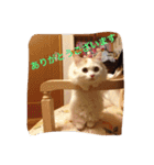 いろいろ使える猫のスタンプです（個別スタンプ：40）