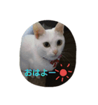ねこねこてんじーん（個別スタンプ：1）