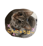 ねこねこてんじーん（個別スタンプ：2）