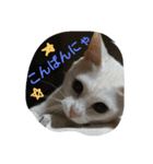 ねこねこてんじーん（個別スタンプ：3）
