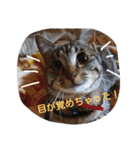 ねこねこてんじーん（個別スタンプ：6）