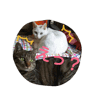 ねこねこてんじーん（個別スタンプ：8）