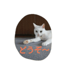 ねこねこてんじーん（個別スタンプ：9）