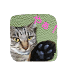 ねこねこてんじーん（個別スタンプ：10）