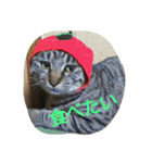 ねこねこてんじーん（個別スタンプ：12）