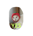 ねこねこてんじーん（個別スタンプ：13）