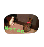 ねこねこてんじーん（個別スタンプ：15）