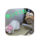 ねこねこてんじーん（個別スタンプ：16）