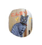 ねこねこてんじーん（個別スタンプ：18）