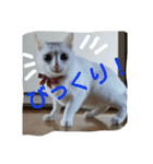 ねこねこてんじーん（個別スタンプ：19）