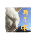 ねこねこてんじーん（個別スタンプ：21）