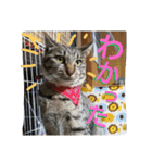 ねこねこてんじーん（個別スタンプ：22）