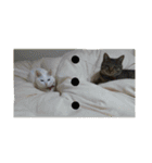 ねこねこてんじーん（個別スタンプ：23）