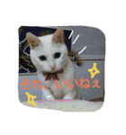 ねこねこてんじーん（個別スタンプ：25）