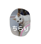 ねこねこてんじーん（個別スタンプ：27）