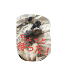 ねこねこてんじーん（個別スタンプ：28）