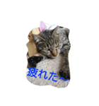 ねこねこてんじーん（個別スタンプ：30）
