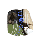 ねこねこてんじーん（個別スタンプ：32）