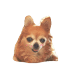 かわいい愛犬（個別スタンプ：1）