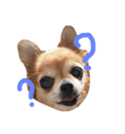 かわいい愛犬（個別スタンプ：3）