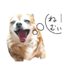 かわいい愛犬（個別スタンプ：4）