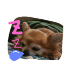 かわいい愛犬（個別スタンプ：5）